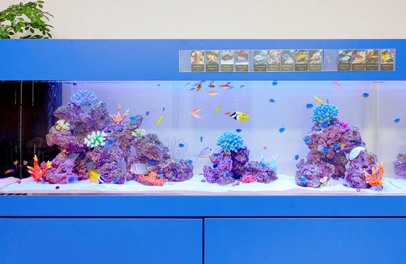 企業様の1.8m海水魚水槽!青い水槽台が特徴的な美しいアクアリウム 水槽画像2
