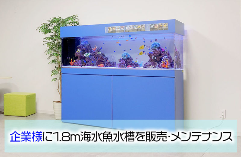 企業様の1.8m海水魚水槽!青い水槽台が特徴的な美しいアクアリウム 水槽画像1