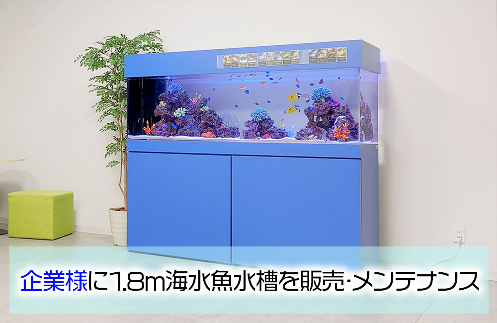 企業様の1.8ｍ海水魚水槽！青い水槽台が特徴的な美しいアクアリウムのサムネイル画像