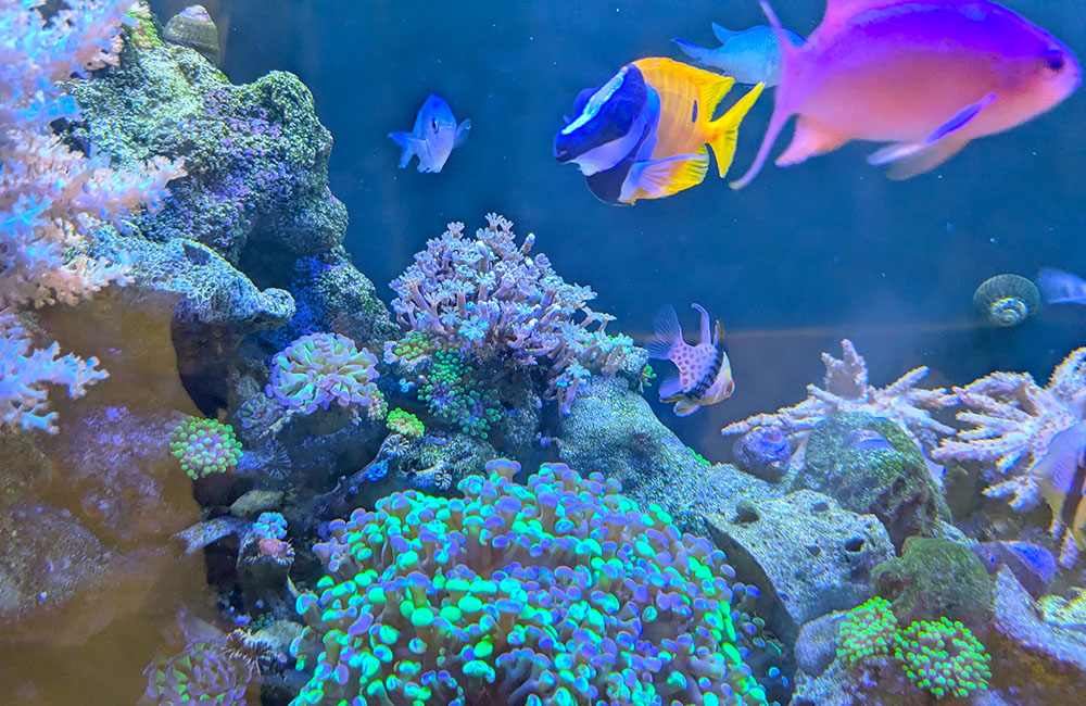 サンゴ礁を泳ぐ海水魚と色鮮やかなソフトコーラルの水槽内景