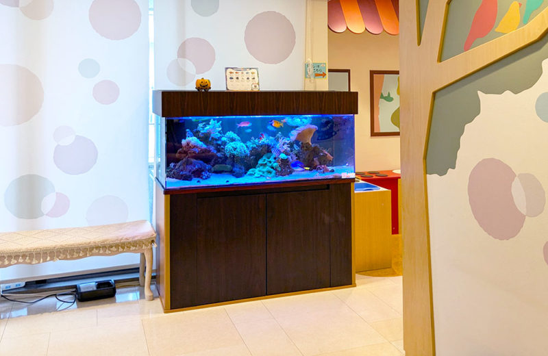 こどもクリニック様の120cmサンゴ水槽・その後!元気に育ったソフトコーラル 水槽画像5
