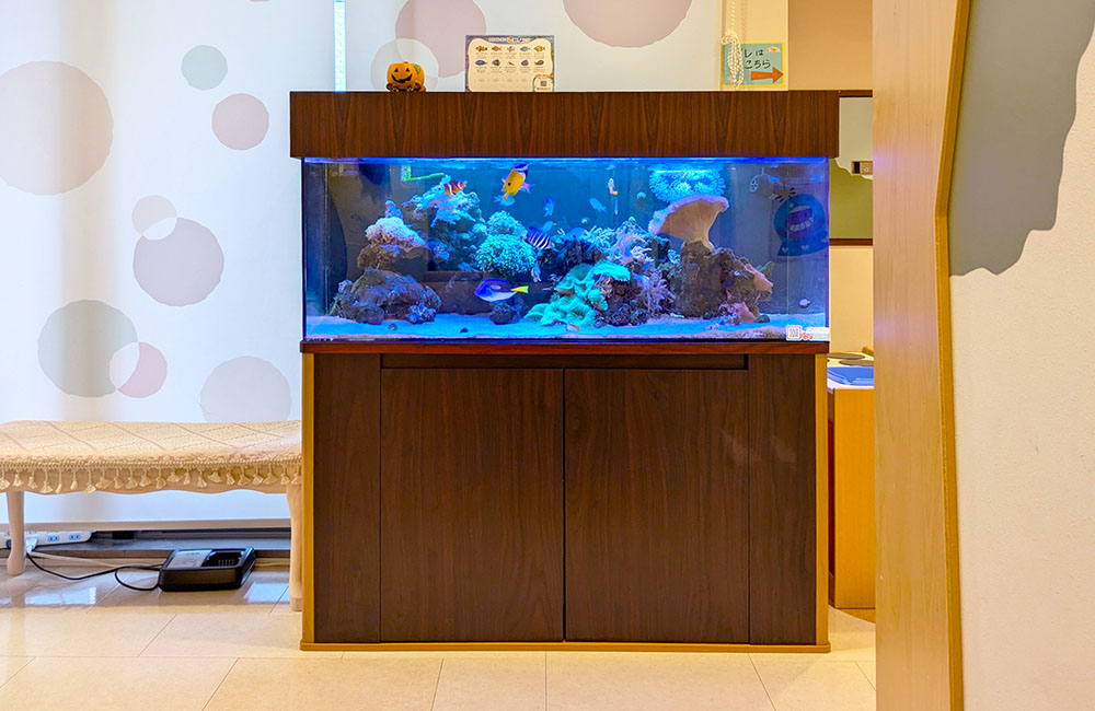 木目調の台に設置された海水魚とサンゴの大型水槽