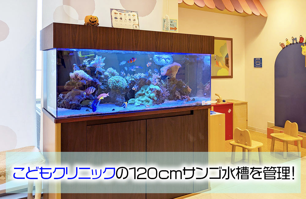 こどもクリニック様の120cmサンゴ水槽・その後!元気に育ったソフトコーラル