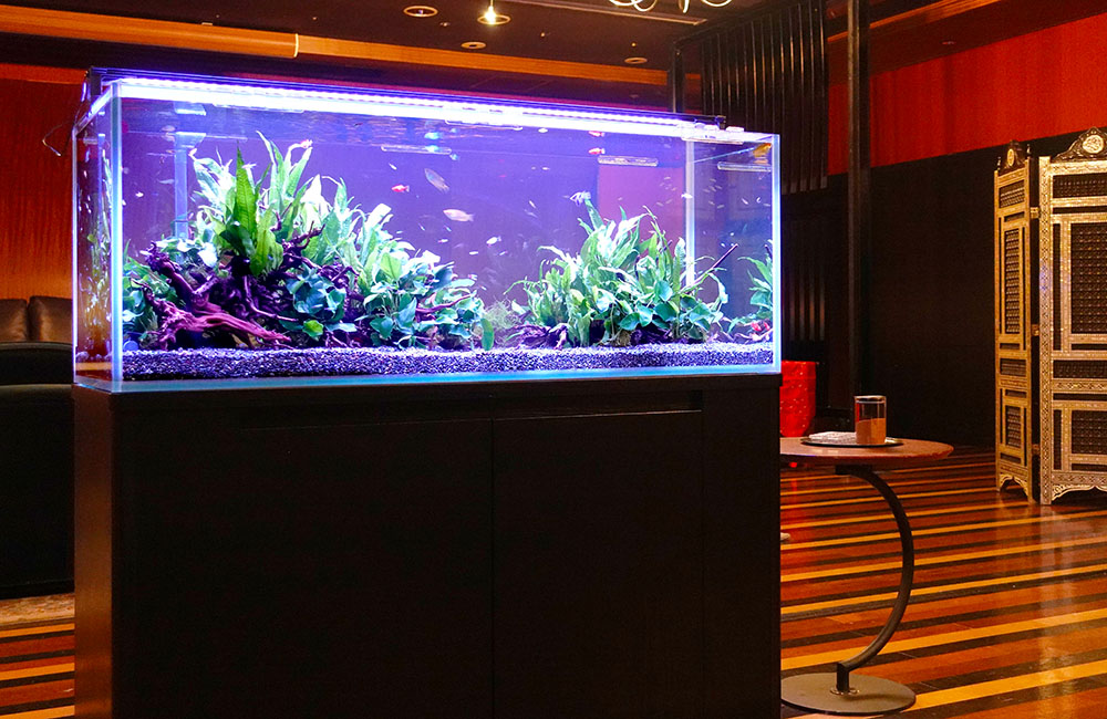 流木と水草を配置した大型の淡水魚水槽と黒い水槽台