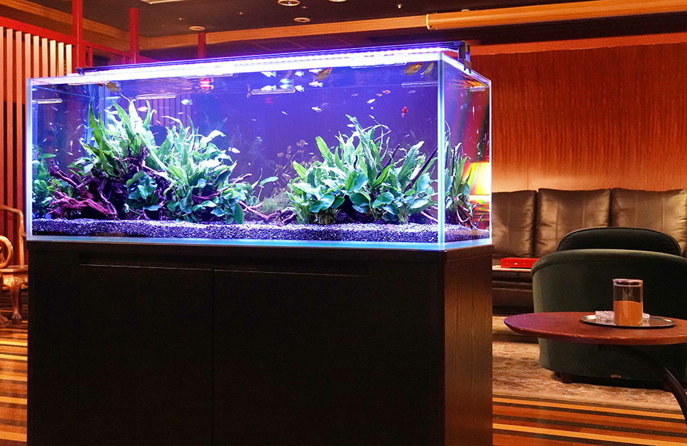 青い照明の大型水槽と水草や流木のレイアウト
