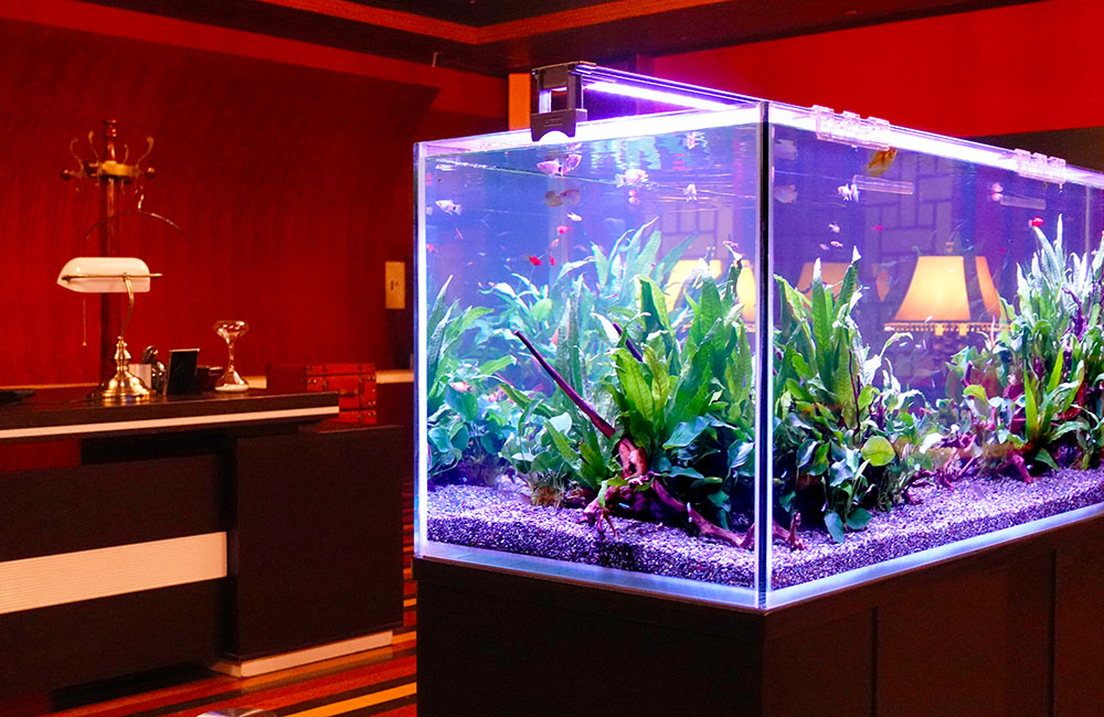 赤い壁の部屋に置かれた水草と小型魚の大型水槽