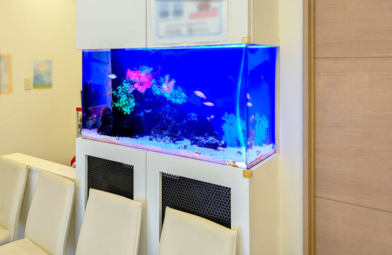 歯科クリニック様の110cm埋め込み水槽・その後!長期運用向きの水槽設計 水槽画像2