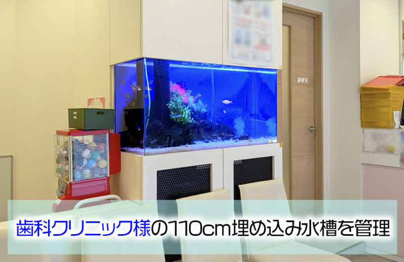 歯科クリニック様の110cm埋め込み水槽・その後!長期運用向きの水槽設計 水槽画像1