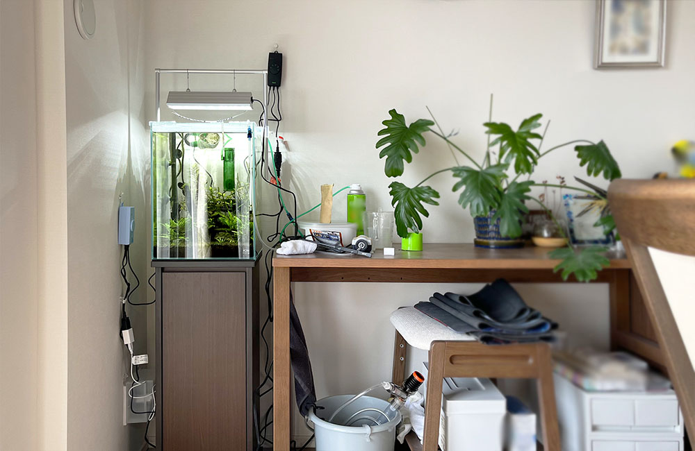 部屋の隅に設置された水草水槽と観葉植物のあるデスク周り
