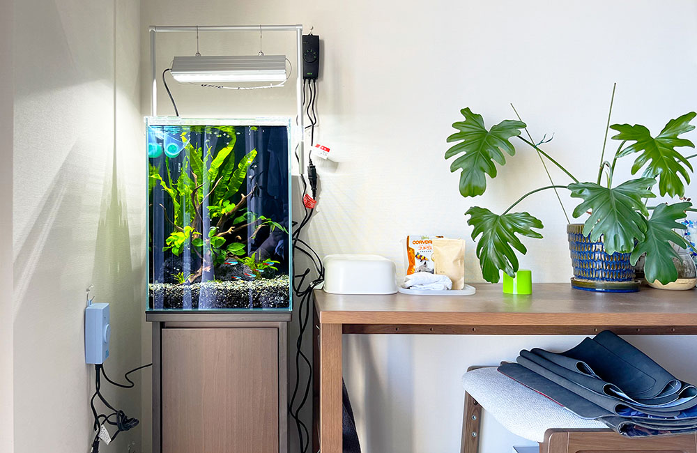 部屋の隅に設置された水草水槽とデスク横の観葉植物