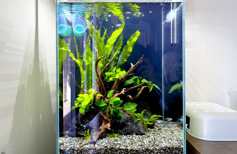 個人宅様の30cm水槽をリニューアル！管理と観賞がしやすいアクアリウム 水槽画像４