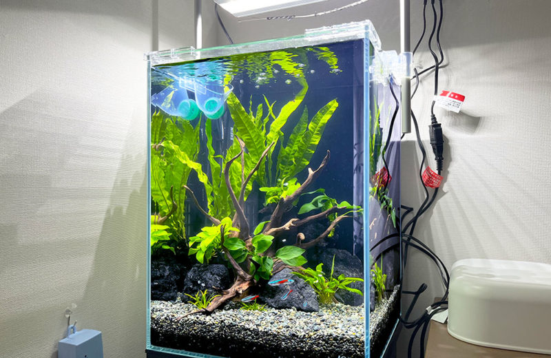 個人宅様の30cm水槽をリニューアル！管理と観賞がしやすいアクアリウム 水槽画像２