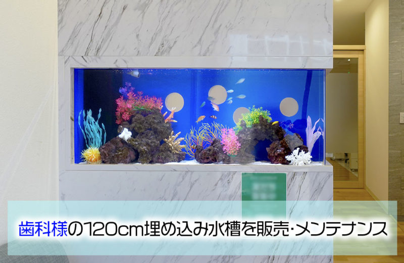 大理石調の120cm埋め込み水槽！歯科様の水槽を販売・メンテナンス 水槽画像１