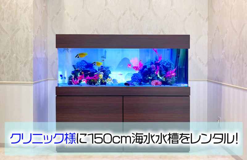 エントランスにレンタル!クリニック様の150cm大型海水魚水槽 水槽画像1