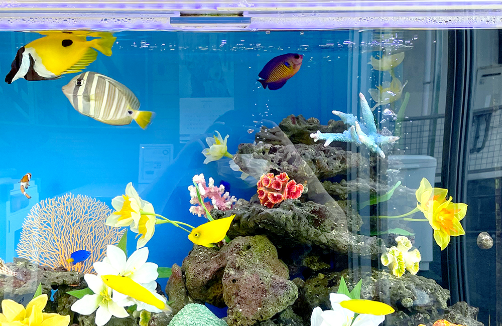 海水魚と造花で飾られた青い背景の海水魚水槽