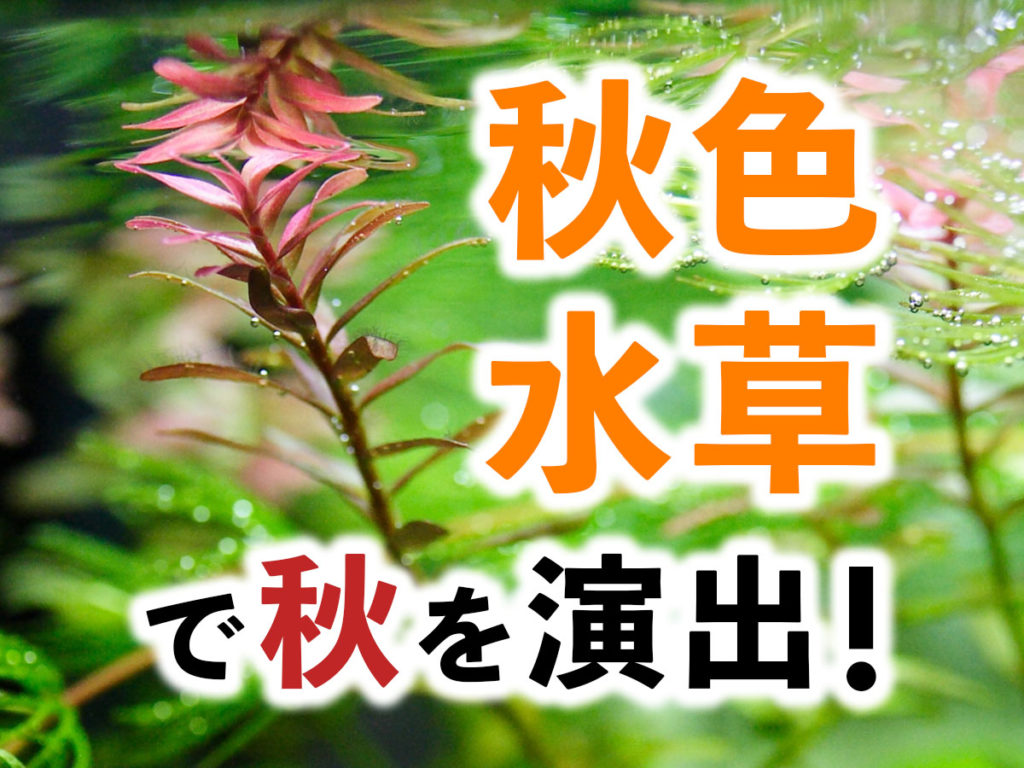 秋色水草8選!赤い水草でアクアリウムに秋を演出!おすすめ種類を紹介のサムネイル画像