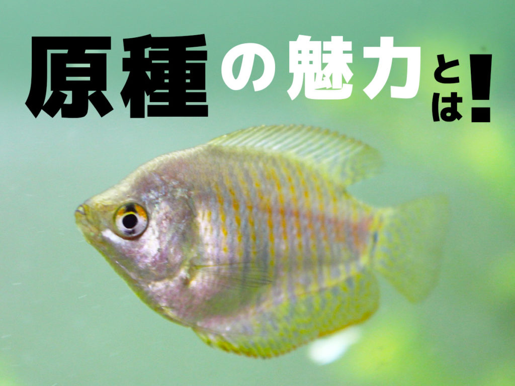 熱帯魚・観賞魚の原種とは！種類と特徴、魅力をご紹介します！のサムネイル画像