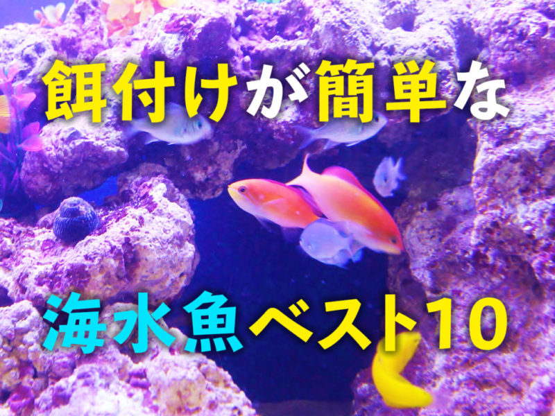 餌付けが簡単な海水魚ベスト10の見出し画像