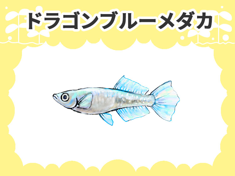 ドラゴンブルーメダカのサムネイル画像