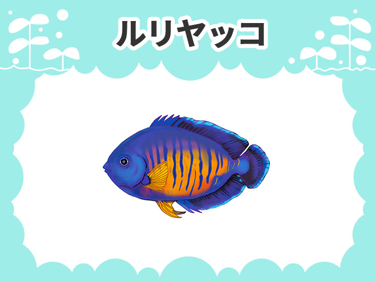 ルリヤッコ（コーラルビューティー）のお魚図鑑
