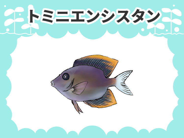 トミニエンシスタン（トミニサージョンフィッシュ）のお魚図鑑
