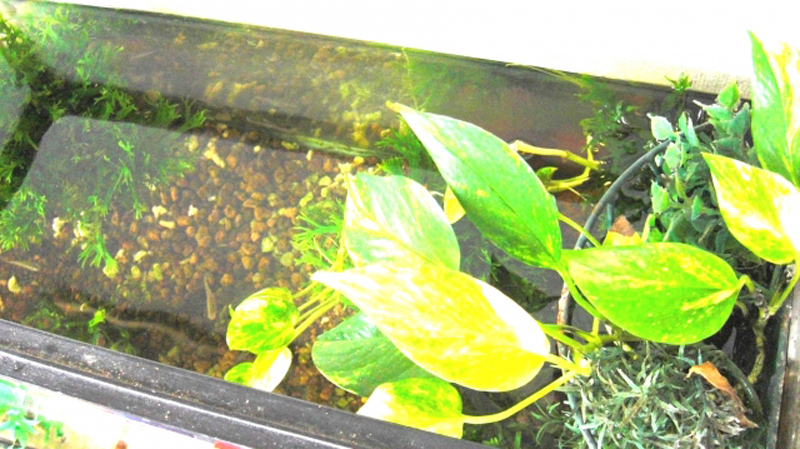 砂利を敷いた水槽と水面に浮かぶ観葉植物の葉