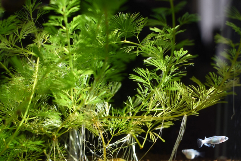 水槽内を泳ぐメダカと生い茂る緑色の水草