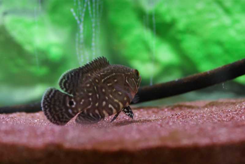 赤い底砂の上を泳ぐ黒い模様がある熱帯魚の幼魚