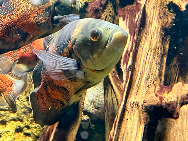 流木の前を泳ぐオレンジ模様の大型熱帯魚オスカー