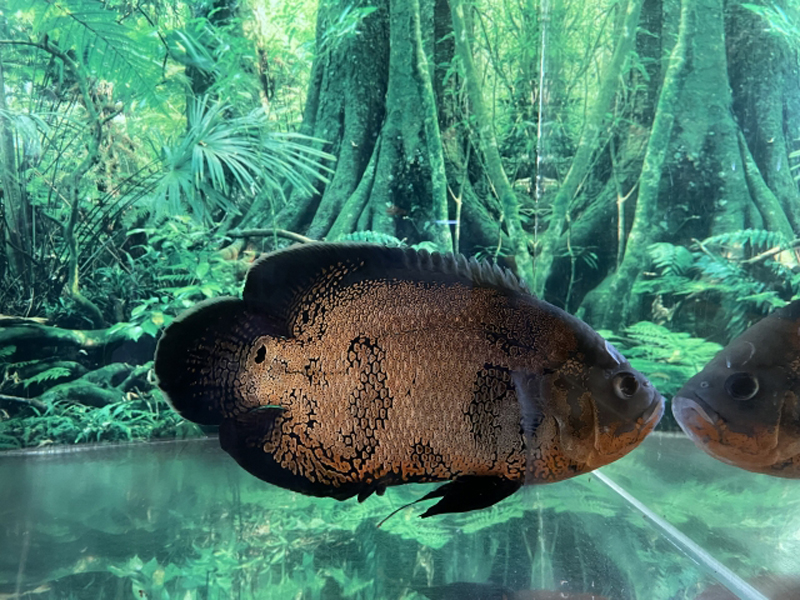 ジャングル背景の水槽を泳ぐ大型シクリッドの仲間
