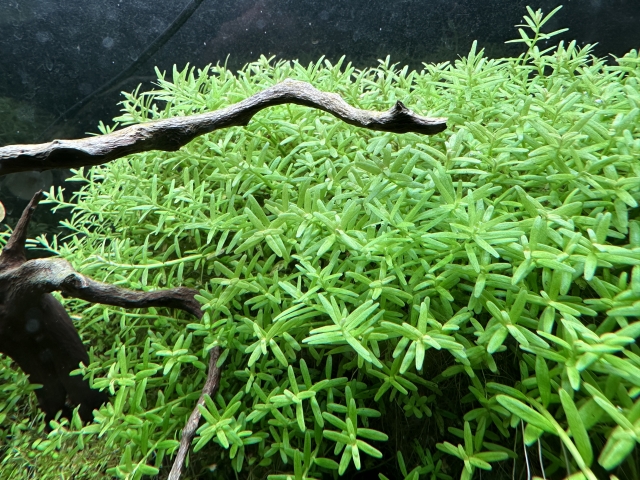 水槽内に群生する緑色の水草と流木