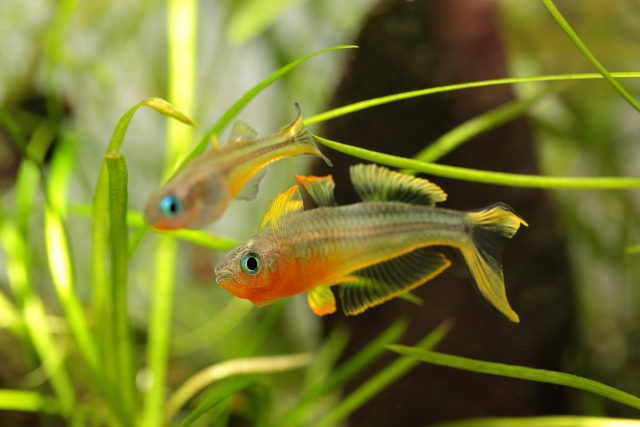 水草の間を泳ぐオレンジ色の熱帯魚2匹の姿