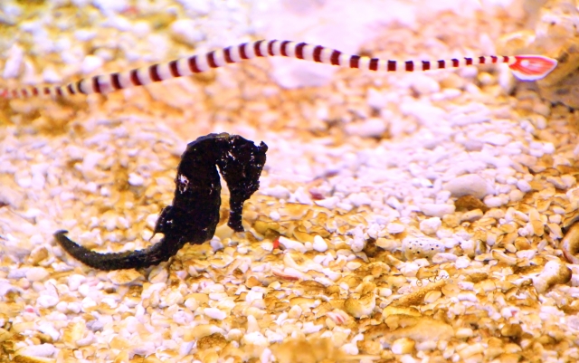 黒いタツノオトシゴと縞模様のヨウジウオの仲間