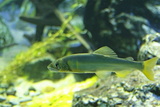岩の多い水槽内を泳ぐ黄色い尾びれの淡水魚の姿