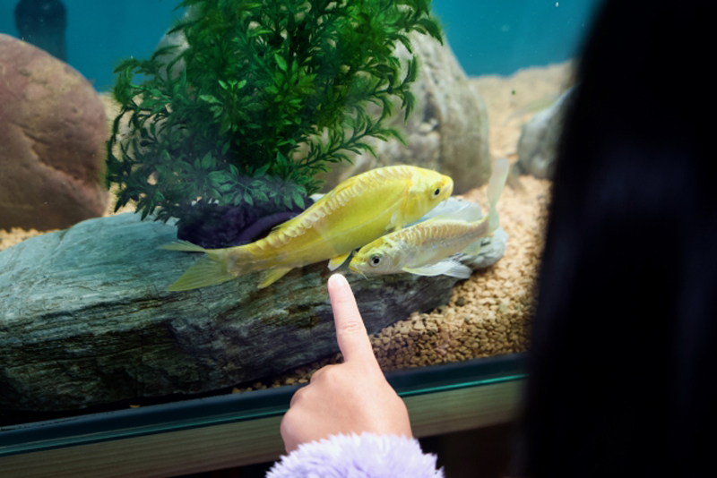 水槽内の黄色い魚を指差す子供の指と水草のレイアウト
