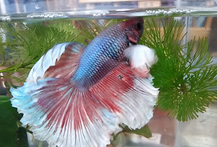 水草の側で泳ぐ青と赤の大きなヒレを持つベタ