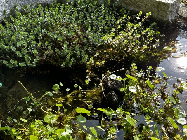 屋外の池に群生する水草と水面に浮かぶ丸い葉の植物