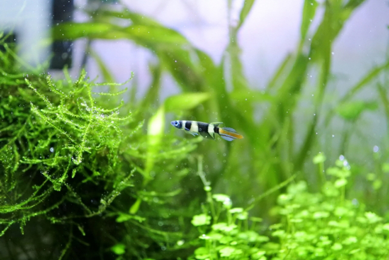 水草が茂る水槽内を泳ぐ縞模様の小型熱帯魚