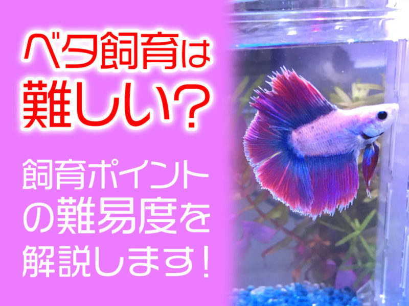 ベタ飼育の難易度とポイントを解説する見出し画像