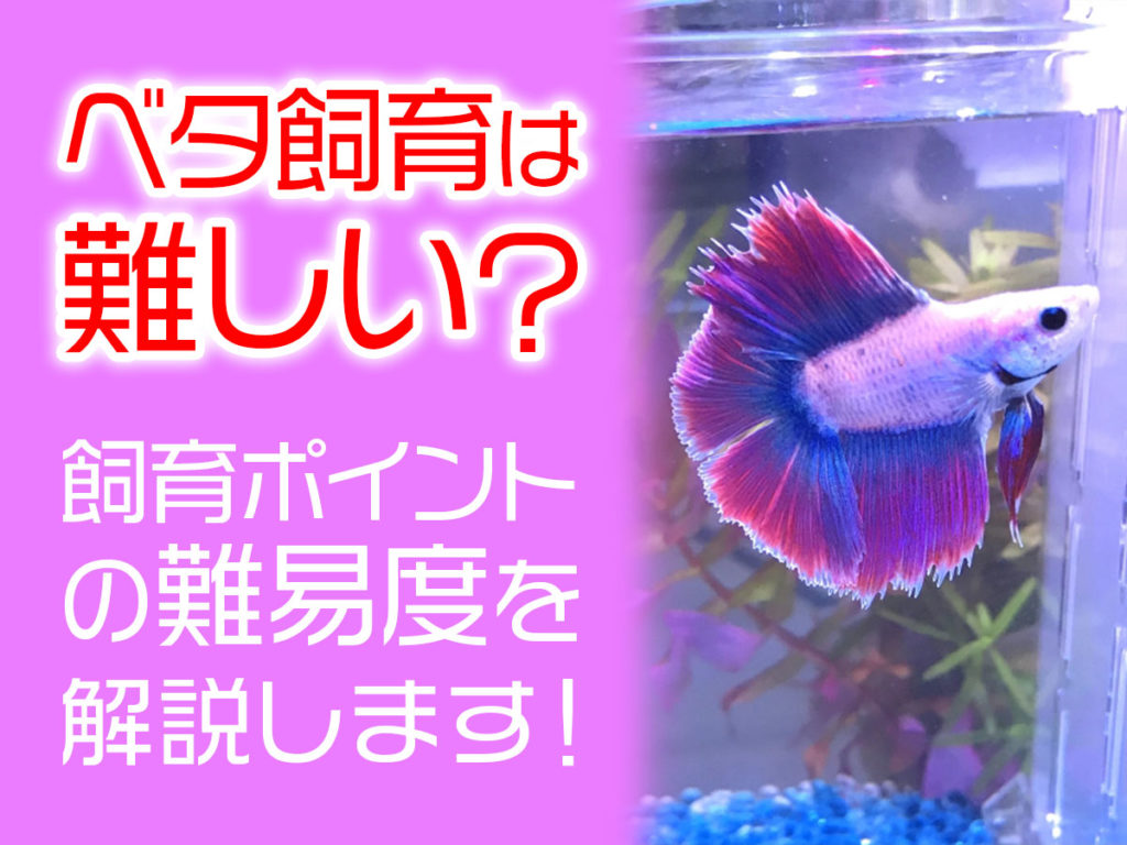 ベタ飼育は難しいのか?必要な設備や寿命から難易度を解説しますのサムネイル画像