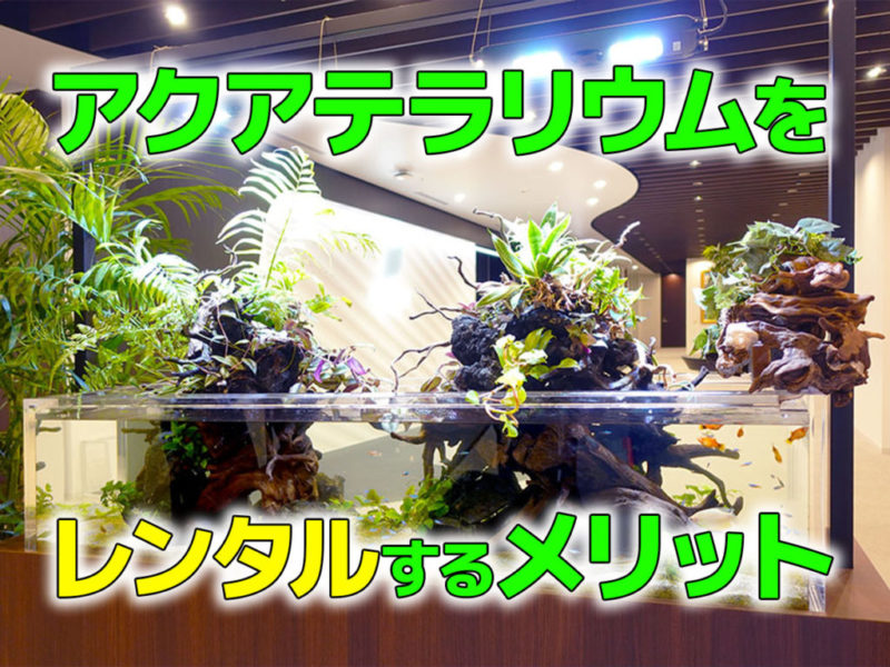 アクアテラリウムをレンタルするメリットの見出し画像