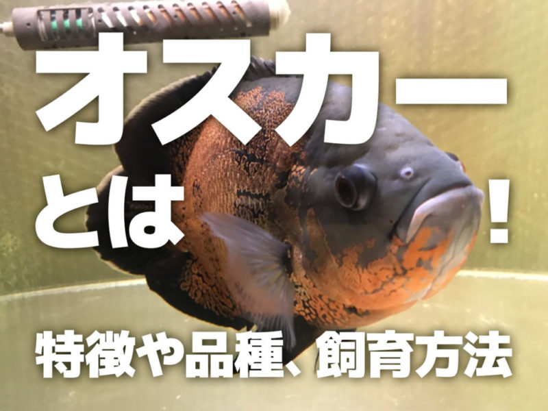 オスカーの特徴や品種、飼育方法の見出し画像