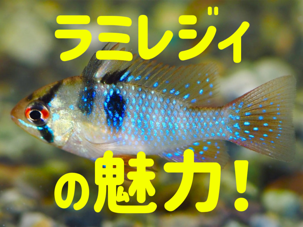 ラミレジィの魅力とは！特徴から魅力を活かす水槽レイアウト事例を紹介のサムネイル画像