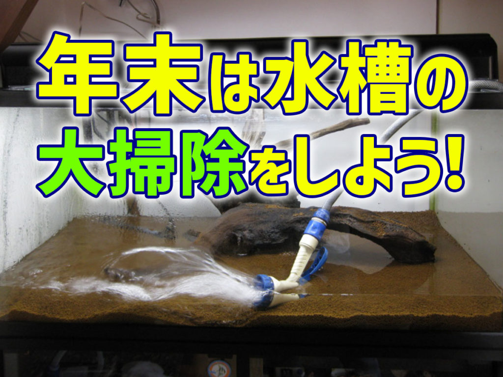 年末は水槽の大掃除をしよう!時間をかける・かけない水槽の掃除方法のサムネイル画像
