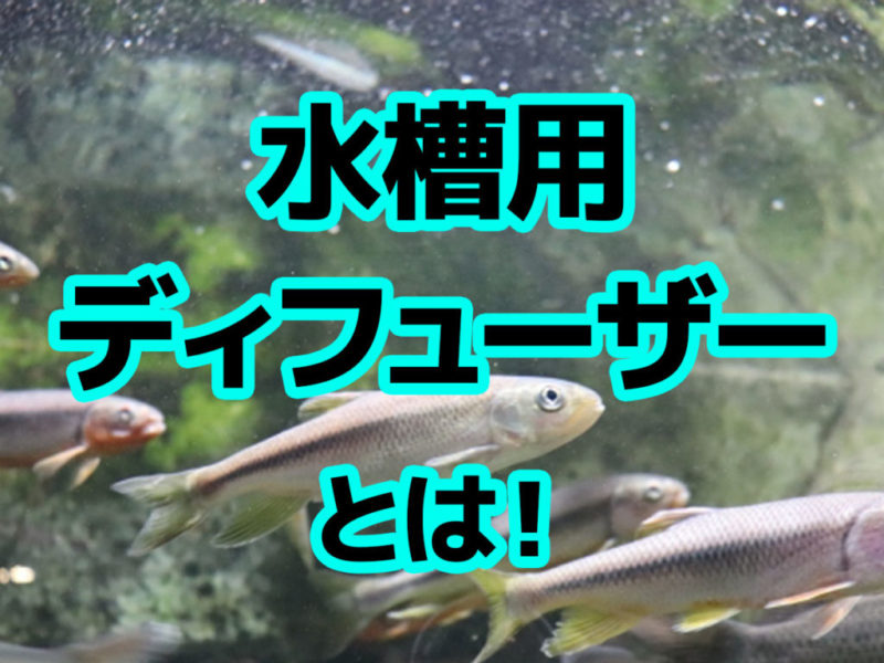 水槽用ディフューザーとは！の文字と泳ぐ川魚の画像