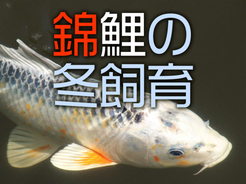 錦鯉の冬飼育と書かれた文字と泳ぐ錦鯉の見出し画像