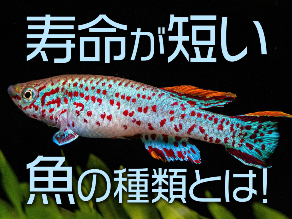 寿命が短い魚7種!世代交代が早いけれど美しい・身近な魚種を紹介のサムネイル画像