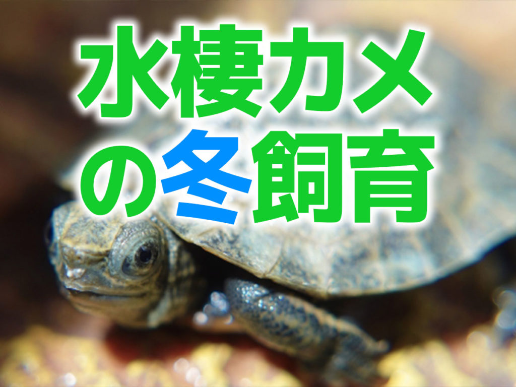 水棲カメの冬飼育!冬眠させる・させない場合の飼育ポイントとはのサムネイル画像
