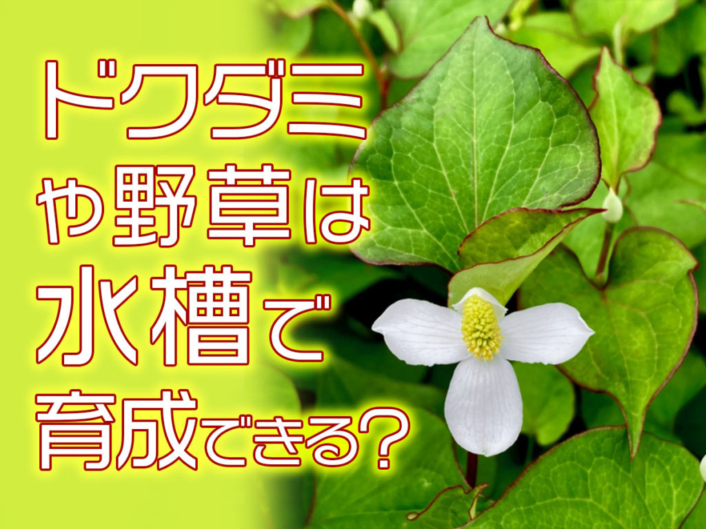 ドクダミや野草は水槽で育てられるのか?水草になる植物の特徴を紹介のサムネイル画像
