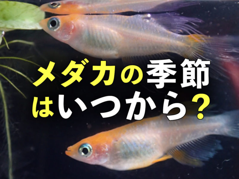 メダカの季節はいつから?と書かれた文字と泳ぐメダカ